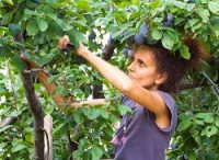 Shaking the Opportunity Tree